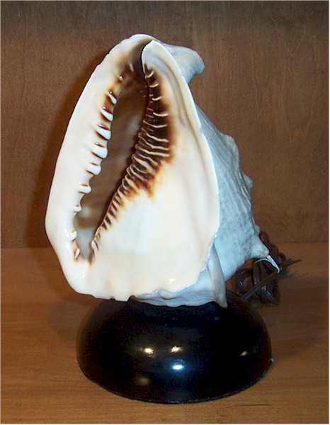 Sea Shell Speaker